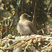 Common Bulbul Common Bulbul